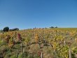 Domaine-Biologique-AOP-Julienas