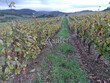 Vignes-et-terres-pour-13-ha-sur-le-Limouxin