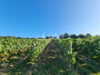 7-ha-48-a-de-vignes-proche-Madiran