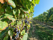 7-ha-48-a-de-vignes-proche-Madiran