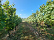 7-ha-48-a-de-vignes-proche-Madiran