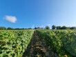7-ha-48-a-de-vignes-proche-Madiran