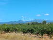 Opportunite-viticole-en-Terrasses-du-Larzac