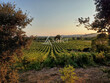 Opportunite-viticole-en-Terrasses-du-Larzac