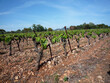 Opportunite-viticole-en-Terrasses-du-Larzac