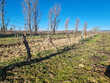 Propriete-viticole-de-18-ha--Etang-de-Marseillette