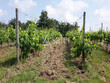 Projet-DIVERSIFICATION-agricole-pour-cette-propriete-viticole
