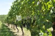 Parcelles-de-vignes-en-AOC-Pomerol-avec-bati