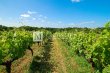 Sublime-propriete-viticole-de-321-ha-pres-de-Bordeaux-