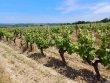 Exploitation-viticole-de-9-hectares