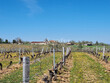 Propriete-viticole-AOC-en-AB-proche-Cahors