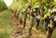 Environ-10-ha-de-vignes-en-AOC-Graves