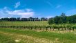 28-ha-of-vines--Magnificent-terroir--Beautiful-stone-house