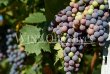 Charmant-domaine-viti-oleicole-Bio-de-10-ha-pres-de-St-Remy-de-Provence
