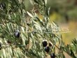 Charmant-domaine-viti-oleicole-Bio-de-10-ha-pres-de-St-Remy-de-Provence