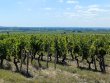 ANJOU-a-relancer-domaine-viticole-de-16-ha