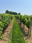 Propriete-viticole-en-AOC-Bordeaux-et-Graves-de-Vayres-Libournais