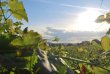 Opportunite-Rare--Vignoble-avec-Potentiel-de-Renovation