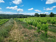 Belle-unite-fonciere-viticole-dune-quinzaine-dhectares-en-Cotes-du-Rhone-gardoises