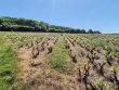 Parcelles-de-vignes-en-AOP-Cote-de-Brouilly
