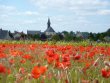 4-ha-de-vignes-certifiees-AB-en-AOC-Chinon