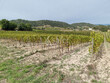 Vignoble-AOP-Limoux-AB-30-ha-avec-hangar