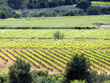 Recherche-vignes-pour-premiere-installation