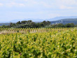 VIGNES-EN-AOP-JULIENAS