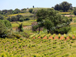 VIGNES-EN-AOP-MOULIN-A-VENT