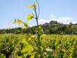 Habitation-Chai-a-MURFATLAR-sur-057-hectare